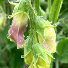 Pink & Yellow Sweetpea