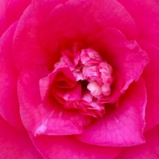 Pink Camelia (1)