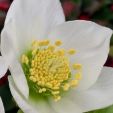 White Helleborus