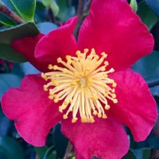 Red Winter Camelia