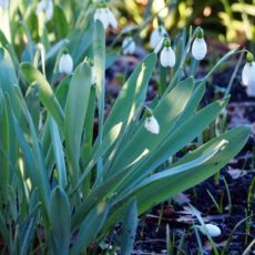Snowdrops
