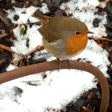 Wisley Gardens Robin