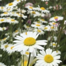White Daisies