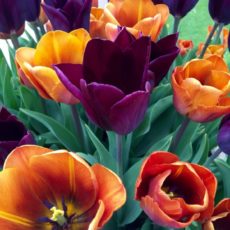 Tulips
