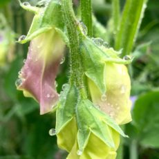Pink & Yellow Sweetpea