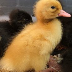 Yellow Duckling