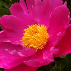 Peony