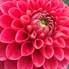 Scarlet Dahlia