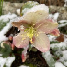 Snowy Helleborus