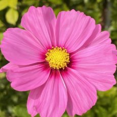 Pink Cosmos