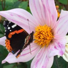 Pink Cosmos With Butterfly