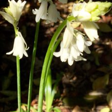 Whitebells